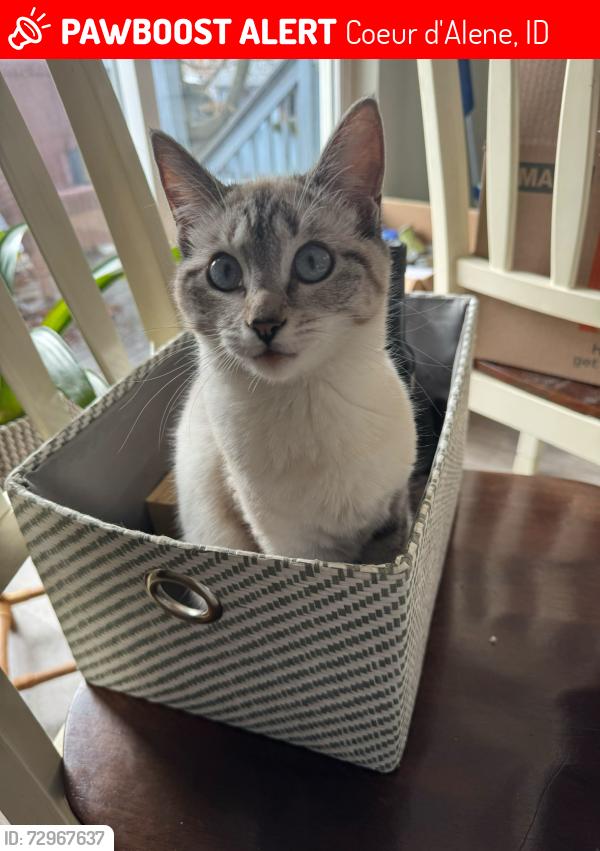 Lost Female Cat last seen w seltice way & idewild loop, Coeur d'Alene, ID 83814