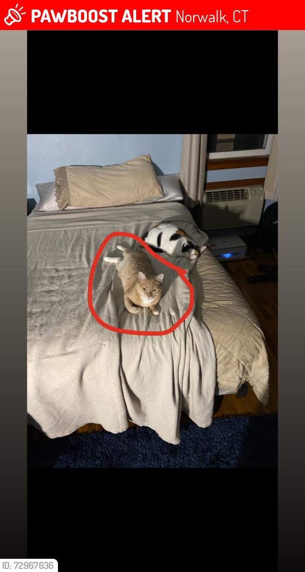 Lost Male Cat last seen Nash pl street norwalk ct , Norwalk, CT 06854