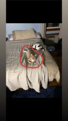 Lost Male Cat last seen Nash pl street norwalk ct , Norwalk, CT 06854