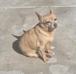Lost Male Dog last seen Near - 1610 Capistrano Ave, Date and San Miguel, Spring Valley, Spring Valley, CA 91977
