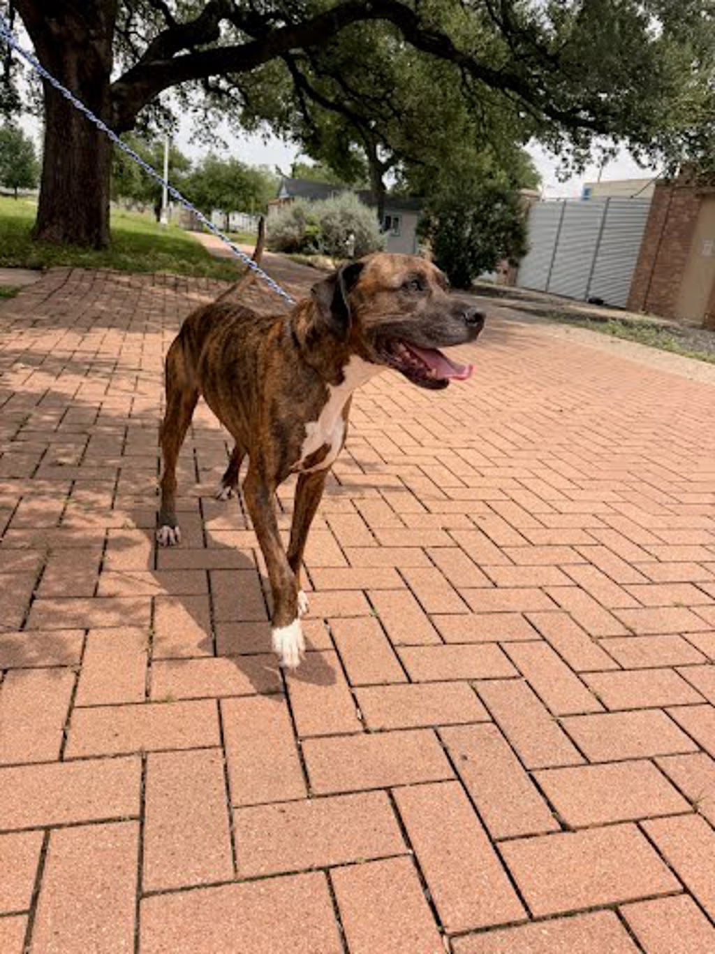 Shelter Stray Male Dog last seen Duchess Drive, AUSTIN, TX, 78724, Austin, TX 78702
