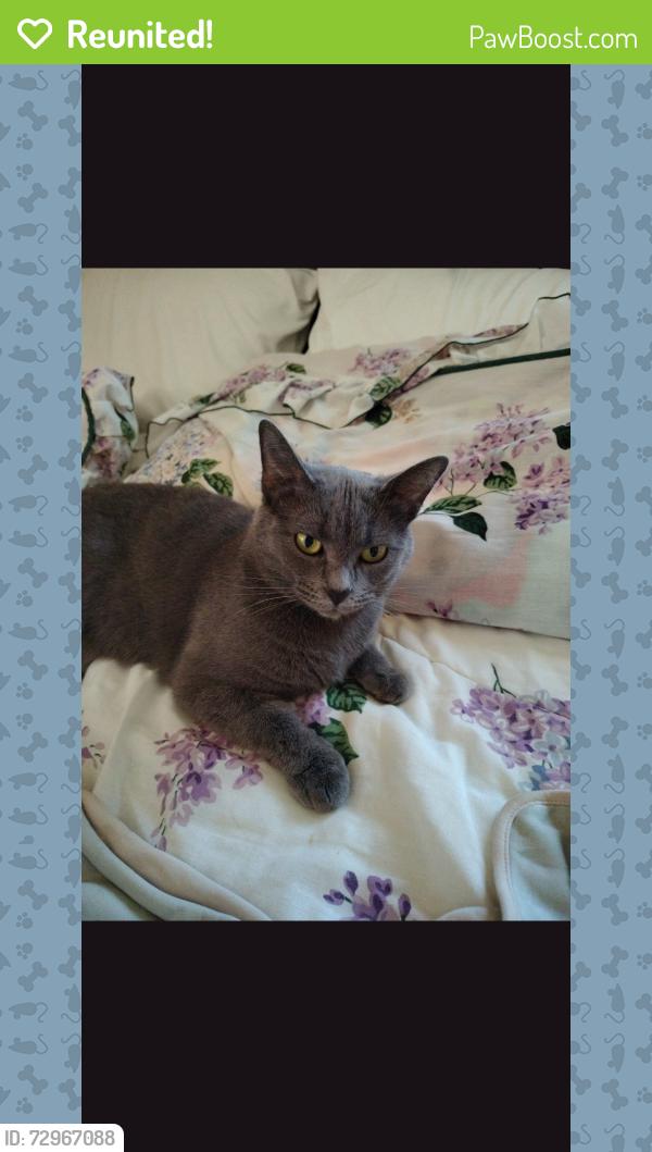 Reunited Female Cat last seen Near bluegrass ave Newport ky, Newport, KY 41071
