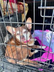 Shelter Stray Unknown Dog last seen Near Waters park, AUSTIN, TX, 78758, Austin, TX 78702