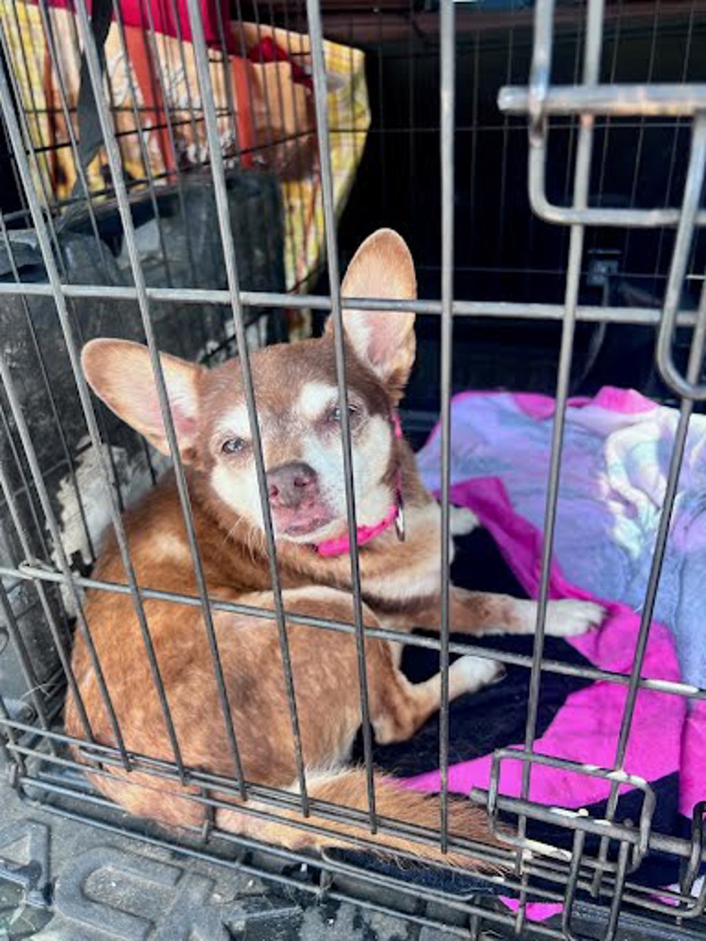 Shelter Stray Unknown Dog last seen Near Waters park, AUSTIN, TX, 78758, Austin, TX 78702