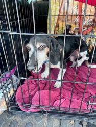 Shelter Stray Unknown Dog last seen Near Waters park, AUSTIN, TX, 78758, Austin, TX 78702