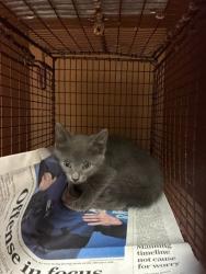 Shelter Stray Unknown Cat last seen Near N Bend Drive, AUSTIN, TX, 78758, Austin, TX 78702
