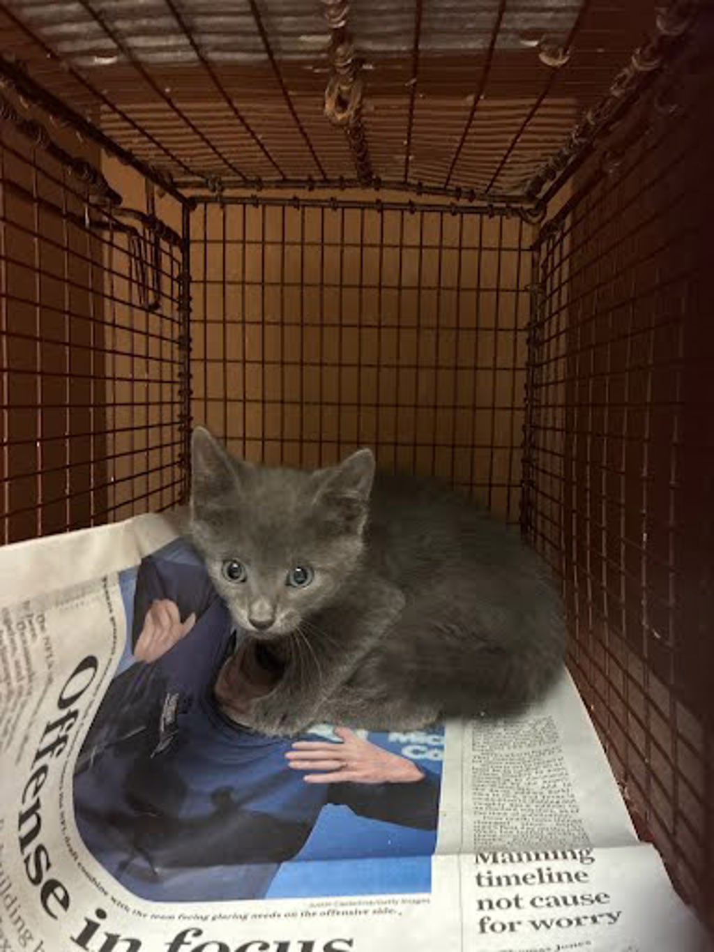 Shelter Stray Male Cat last seen Near N Bend Drive, AUSTIN, TX, 78758, Austin, TX 78702