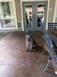 Reunited Male Dog last seen Oakridge/Forest drive , Montgomery County, TX 77328