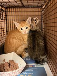 Shelter Stray Unknown Cat last seen Near Mueller Boulevard, AUSTIN, TX, 78723, Austin, TX 78702