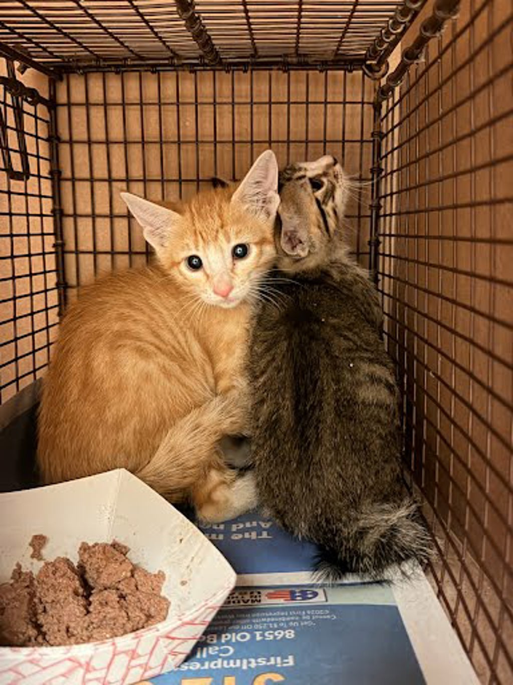 Shelter Stray Male Cat last seen Near Mueller Boulevard, AUSTIN, TX, 78723, Austin, TX 78702