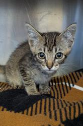 Shelter Stray Female Cat last seen Hazel St, LIVERMORE, CA, 94550, Oakland, CA 94621