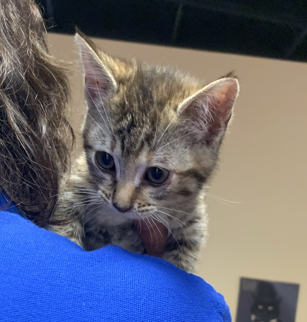 Shelter Stray Female Cat last seen N Flynn Rd, LIVERMORE, CA, 94551, Oakland, CA 94621