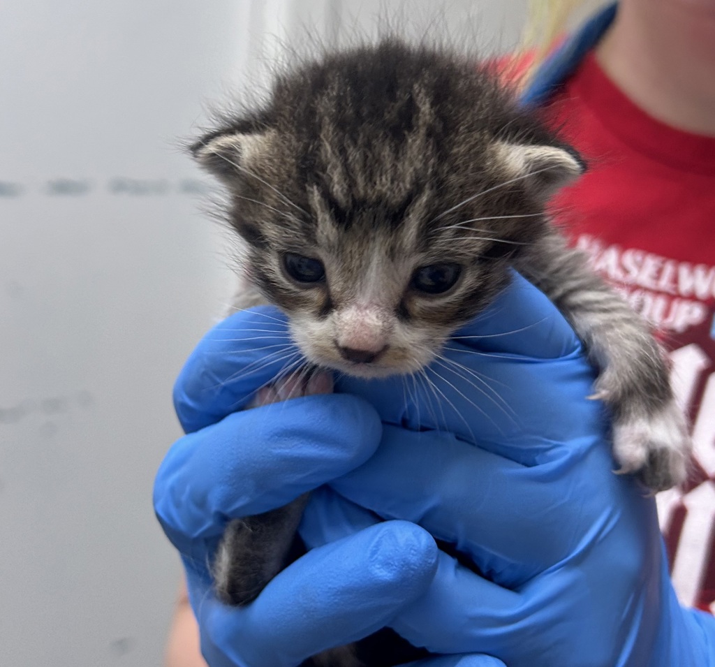 Shelter Stray Male Cat last seen NW Russell Road, Poulsbo, WA, 98370, Silverdale, WA 98383