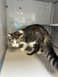 Shelter Stray Female Cat last seen Near S Summer Station Way, Midvale, UT, 84047, Taylorsville, UT 84123