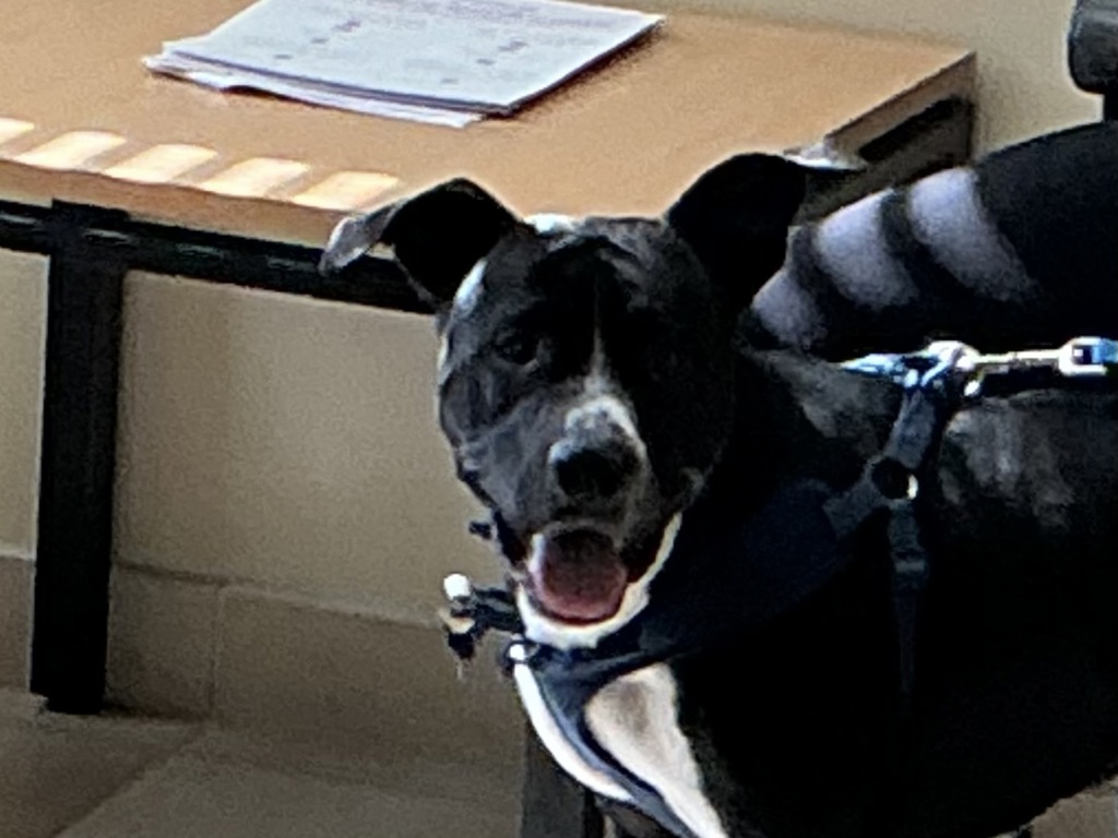 Shelter Stray Male Dog last seen Good Hope, VIRGINIA BEACH, VA, 23452, Virginia Beach, VA 23451