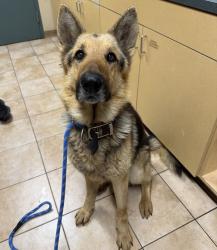 Shelter Stray Male Dog last seen Gresham, GRESHAM, OR, 97030, Troutdale, OR 97060