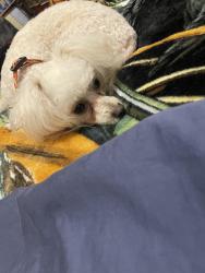 Reunited Female Dog last seen Sugar and railroad, Nampa, ID 83687