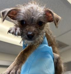 Shelter Stray Male Dog last seen 82nd/multnomah, OR, Troutdale, OR 97060