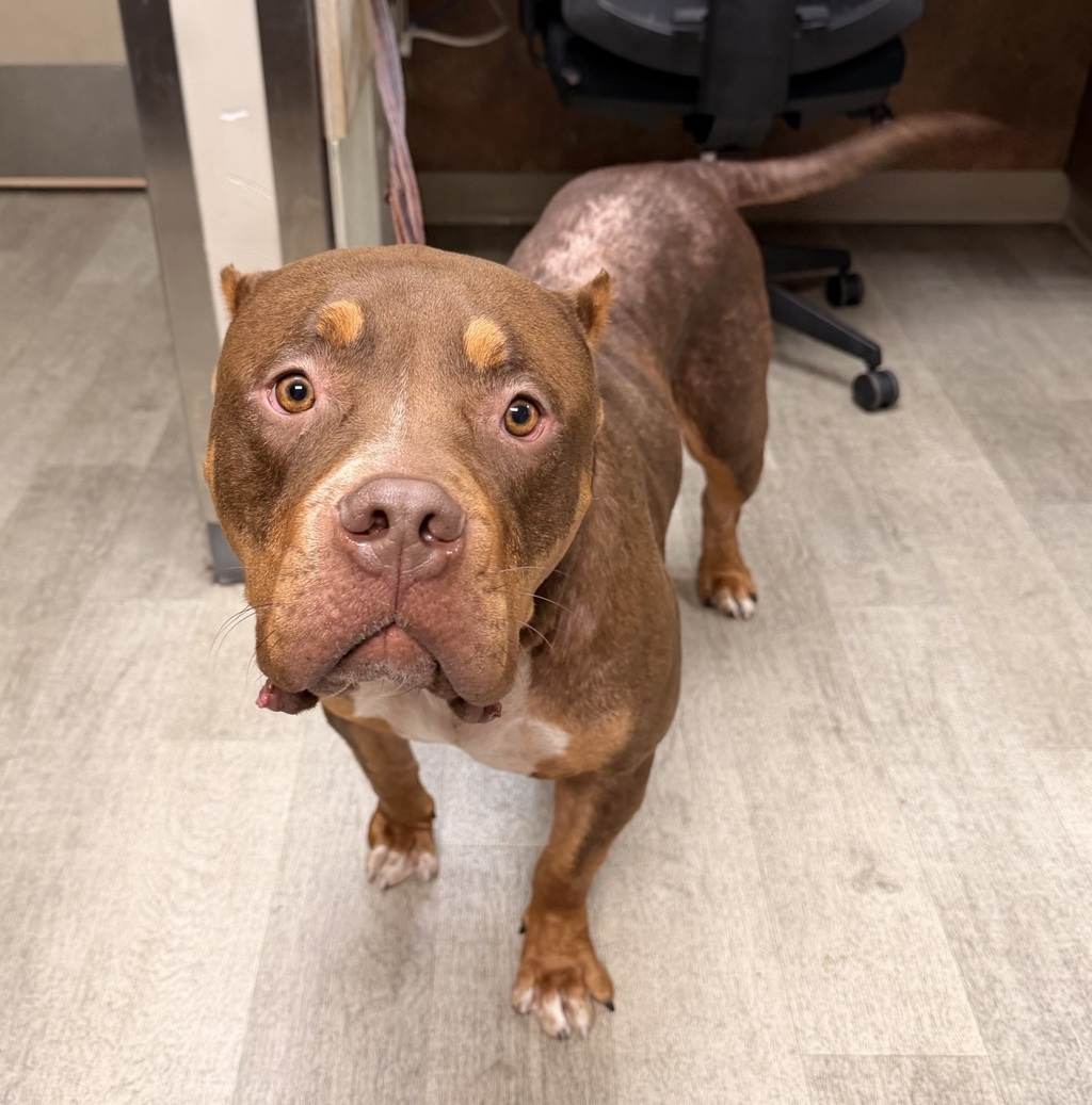 Shelter Stray Male Dog last seen Near Newton Avenue, San Diego, CA, 92113, San Diego, CA 92110