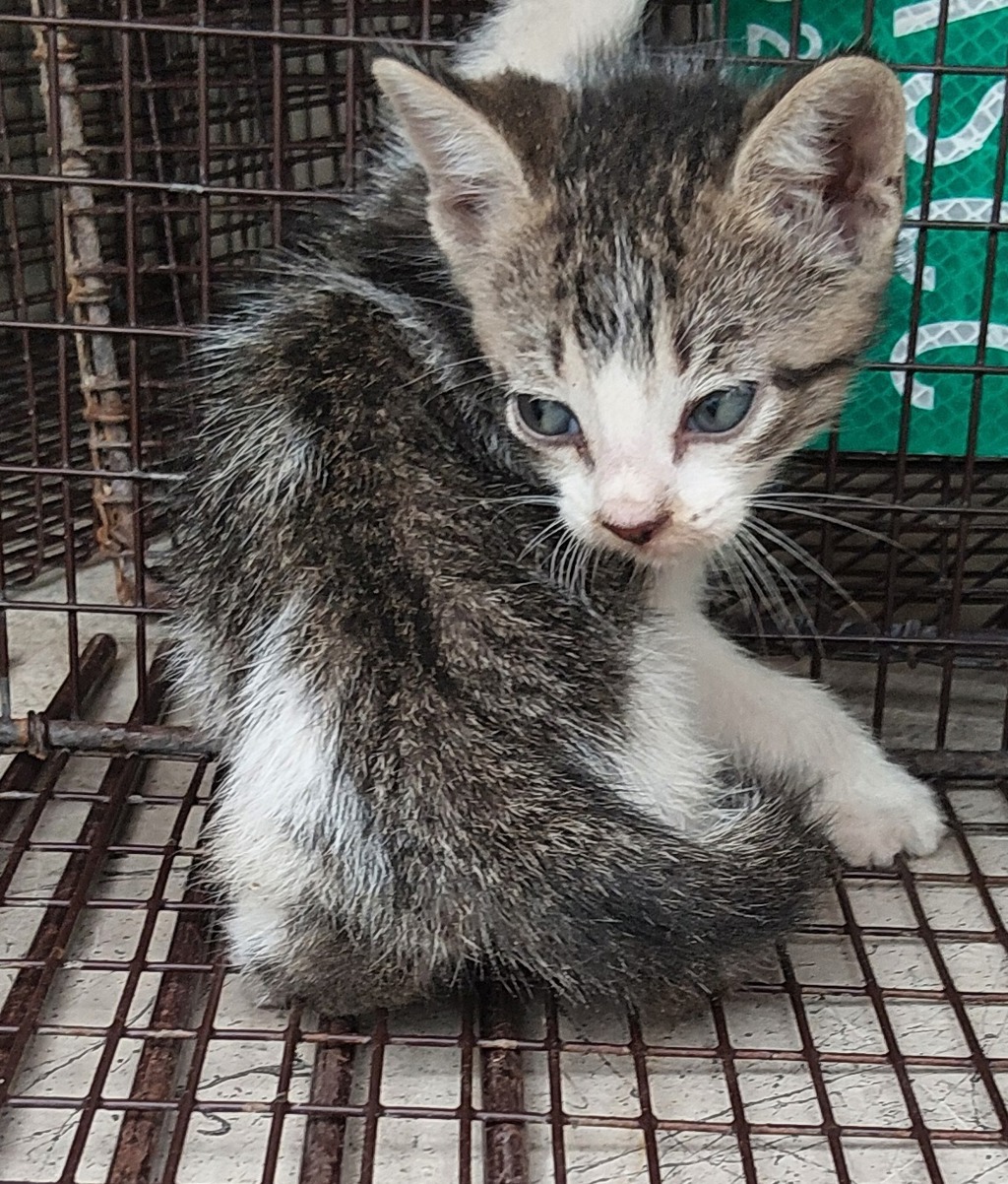 Shelter Stray Male Cat last seen Near S Fieldspan Road, DUSON, LA, 70529, 410 Dugas Rd, Lafayette, LA 70507, USA