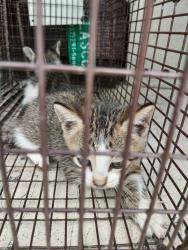 Shelter Stray Male Cat last seen Near S Fieldspan Road, DUSON, LA, 70529, 410 Dugas Rd, Lafayette, LA 70507, USA