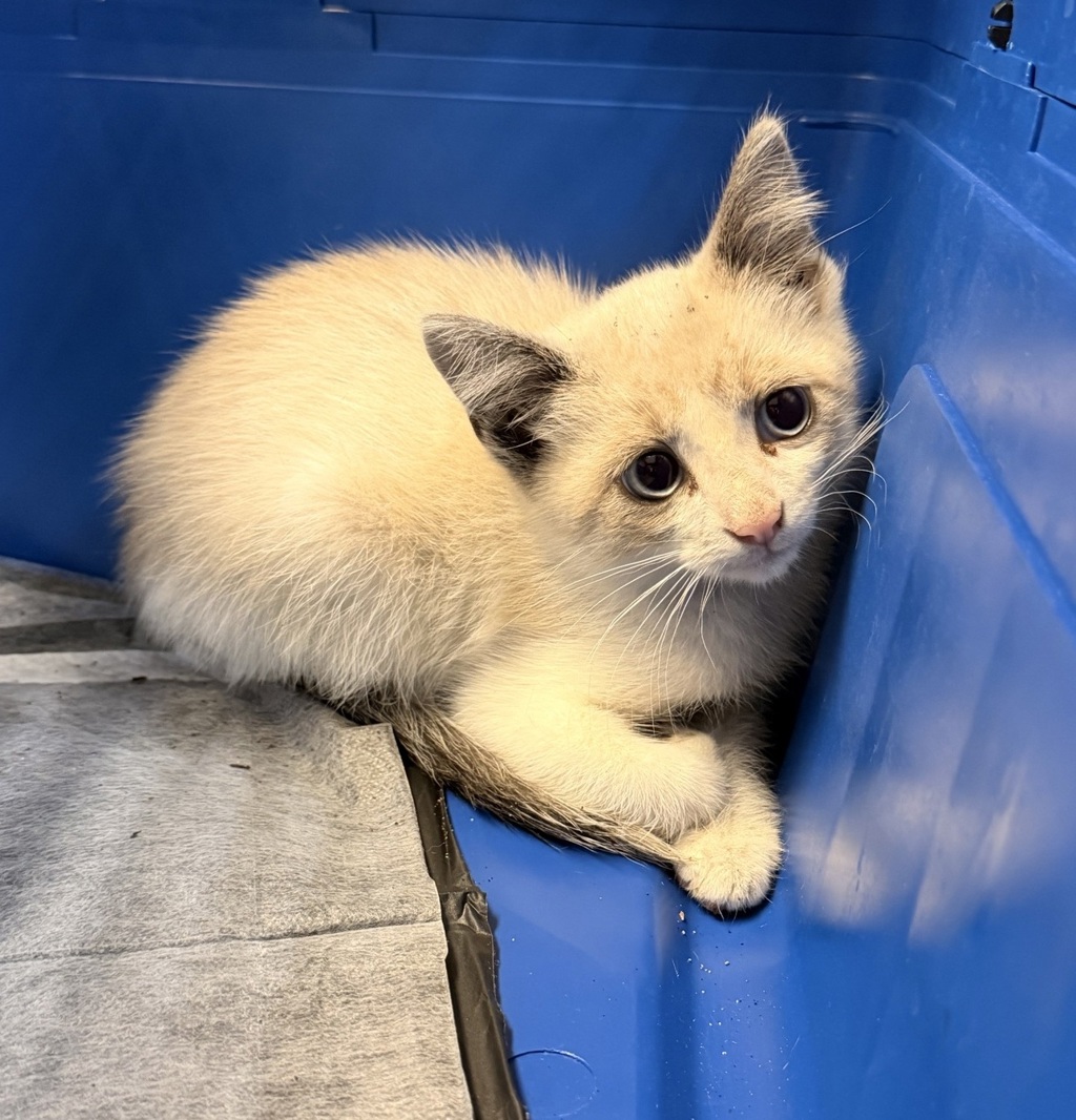 Shelter Stray Male Cat last seen Near S Francis Street, San Diego, CA, 92113, San Diego, CA 92110