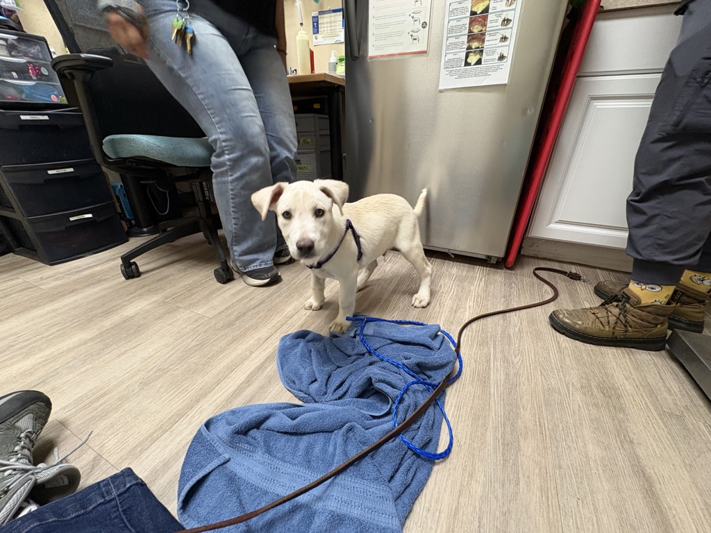Shelter Stray Unknown Dog last seen Near Collage Boulevard, Oceanside, CA, 92057, Oceanside, CA 92058