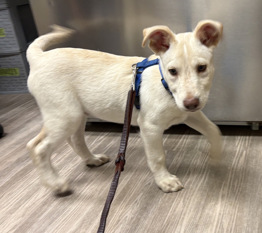 Shelter Stray Unknown Dog last seen Near Collage Boulevard, Oceanside, CA, 92057, Oceanside, CA 92058