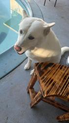 Lost Female Dog last seen Near Geneva dr, Modesto, CA 95350