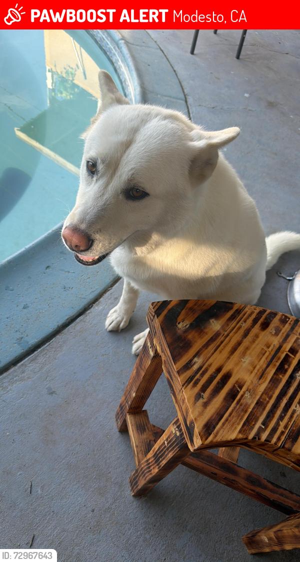 Lost Female Dog last seen Near Geneva dr, Modesto, CA 95350