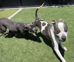 Shelter Stray Female Dog last seen Near Fanita Parkway, Santee, CA, 92071, El Cajon, CA 92020