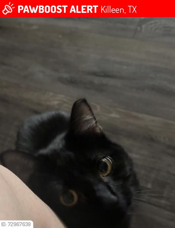 Lost Female Cat last seen Near Catalina Dr, Killeen, TX 76549