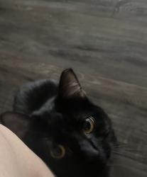 Lost Female Cat last seen Near Catalina Dr, Killeen, TX 76549