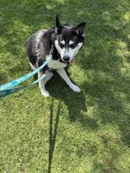 Shelter Stray Female Dog last seen Near Vista De La Montana, El Cajon, CA, 92019, Escondido, CA 92027