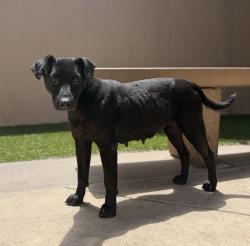 Shelter Stray Female Dog last seen Near E San Ysidro Boulevard, San Diego, CA, 92154, San Diego, CA 92110