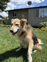 Reunited Male Dog last seen W 35th St & Douglas, Loveland, CO 80538