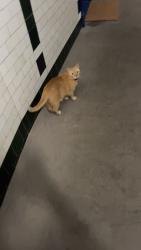 Reunited Male Cat last seen Novar Drive street, Glasgow City, Scotland G12 9SU