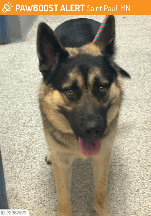 Found/Stray Male Dog last seen Cottage and Greenbrier, Saint Paul, MN 55106