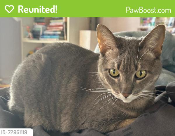 Reunited Female Cat last seen Wyomissing Blvd and Penn Ave, Wyomissing, PA 19610