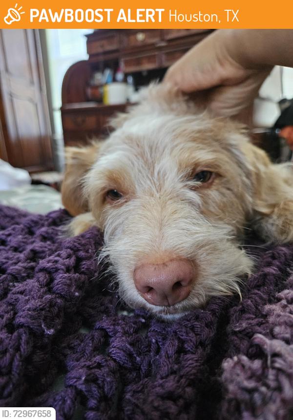 Found/Stray Male Dog last seen Glenchase Dr , Houston, TX 77095