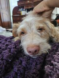 Found/Stray Male Dog last seen Glenchase Dr , Houston, TX 77095