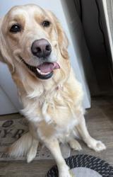 Lost Female Dog last seen Mica st and Waco rd kings mtn area , Kings Mountain, NC 28086