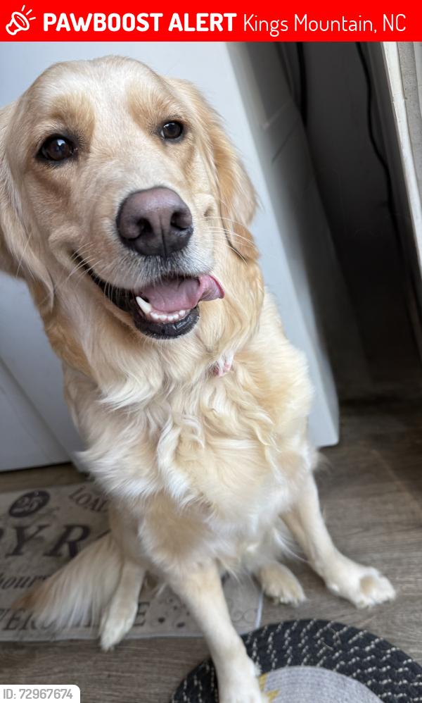 Lost Female Dog last seen Mica st and Waco rd kings mtn area , Kings Mountain, NC 28086