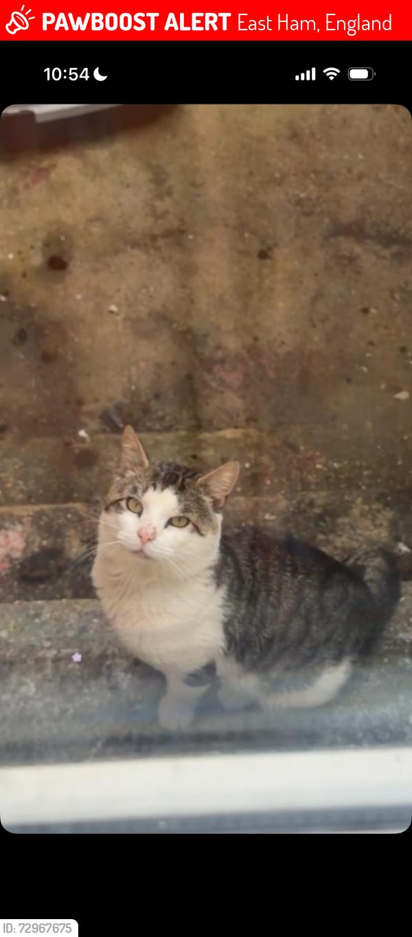 Lost Unknown Cat last seen Barking Road , East Ham, England 