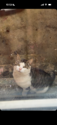 Lost Unknown Cat last seen Barking Road , East Ham, England 