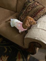 Lost Female Dog last seen Seven Acres , Dade City, FL 33525