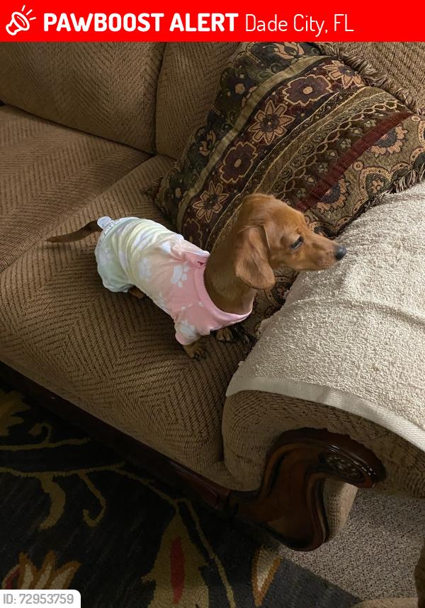 Lost Female Dog last seen Seven Acres , Dade City, FL 33525