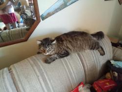 Lost Male Cat last seen Market and Greene , Spokane, WA 99260