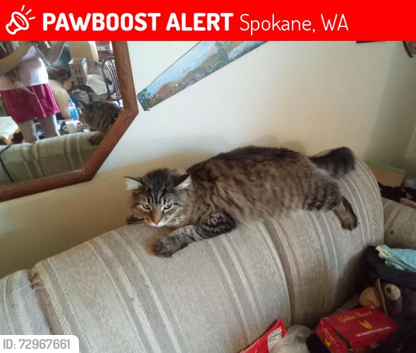 Lost Male Cat last seen Market and Greene , Spokane, WA 99260