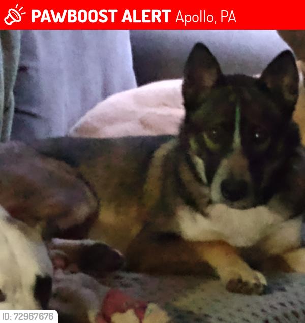 Lost Male Dog last seen Route 366 and Beech Road, Apollo, PA 15613